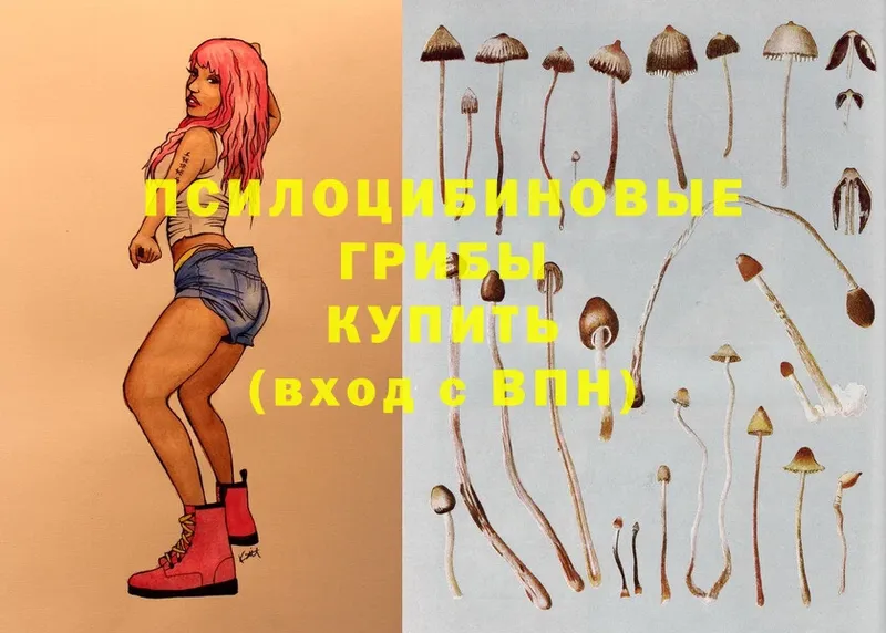 Псилоцибиновые грибы Psilocybe  хочу   Нижнекамск 